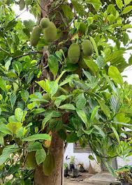 Image result for Artocarpus heterophyllus