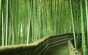 Walking Path In A Bamboo Forest In Kyoto Japan Lugares Exoticos Bosque Lugares Para Visitar