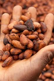 Ivory coast is top producer of cocoa beans in the world. Cacao Tree Facts