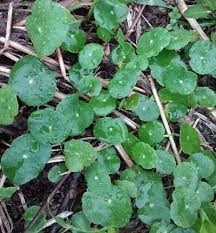 Image result for Hydrocotyle bonariensis