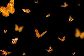 Download 220 Free Butterfly Overlays For Photoshop