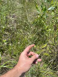 Image result for Eragrostis plana