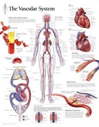 Significant reductions in muscle strength can indicate underlying pathology, with the chart at right used as a guide. Anatomy Charts Posters Prints Paintings Wall Art Allposters Com