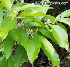 Genus magnolia can be deciduous or evergreen trees or shrubs, with large, showy, often fragrant flowers, often opening before the. Magnolia X Alba Michelia X Alba White Champak Pak Lan Banana Shrub Cempaka Putih Bai Yu Lan White Jade Flower Bai Yu Lan Safa Toptropicals Com