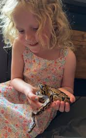 What type of snake is this?