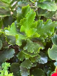 Image result for Kalanchoe crenata
