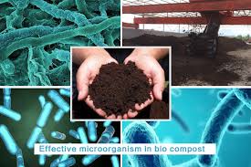 Image result for Microorganism