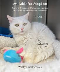 Brassy Babette wants you to know that she is now available for adoption! Go  to wisconsinhrs.org to see her profile and fill out our adoption  questionnaire if you're interested in adopting her. |