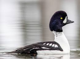 Bucephala is a genus of diving ducks found in the northern hemisphere. Barrow S Goldeneye Ebird