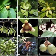Image result for Huberantha mossambicensis