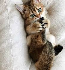 Kittens Near Me To Adopt Little Cute Animals Pictures To Color And Print Where Kittens For Free Jhb Cute Baby Animals List Cute Cats Photos Cute Cats Cats