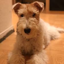 Wirefoxterrier Wirehaired Fox Terrier Dog Pictures Fox Terrier
