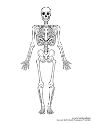 Your drawing should be in pencil. Skeletal System Outline Printable Human Skeleton Diagram Labeled Unlabeled And Blank Human Skeleton Skeleton Drawings Human Skeletal System