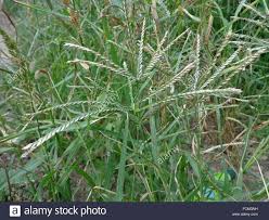 Rumput ini memiliki kekuatan dalam bertahan hidup dalam musim kemarau yang berkepanjangan. G U L M A 43 Cynodon Dactylon Wattpad
