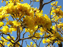 Check spelling or type a new query. Tabebuia Tree Nature As Art And Inspiration