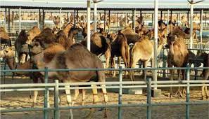 The world now produces more than three times the quantity of meat as it did fifty years ago. Manager Cvrl A Camel Is Not A Cow With A Hump All About Feed
