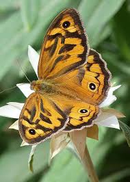 Black And White Striped Butterfly With Red Dots Australian Common Brown And Daisy By Margaret Saheed Beautiful Butterflies Brown Butterflies Butterfly