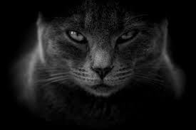 L'interprétation des rêves en islam. Rever De Chat Noir En Islam Sens Et Interpretation Reves Islam