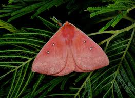 Image result for Anthonotha noldeae