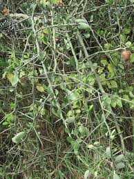 Image result for Balanites aegyptiaca