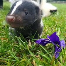 Cute Baby Skunks Born At Smithills Open Farm Will Melt Your Heart Manchester Evening News