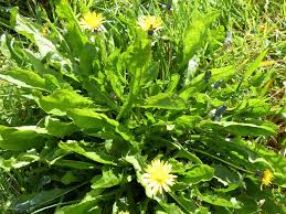 Maybe you would like to learn more about one of these? 5 Reasons To Eat Dandelions Wild Walks Southwest