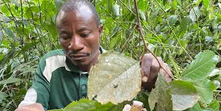 Image result for Rothmannia urcelliformis