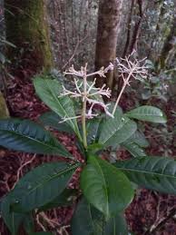 Image result for Chassalia umbraticola