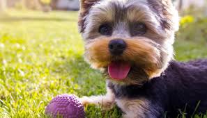 Maybe you would like to learn more about one of these? 10 Easy Ways To Exercise Your Dog Puppy Leaks