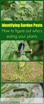 Check spelling or type a new query. Identifying Garden Pests How To Figure Out Who S Eating Your Plants