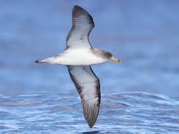 Image result for Dissotis caloneura