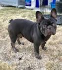 French Bulldog Dog Breed Information - American Kennel Club