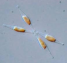 Image result for Aeschynomene mossoensis