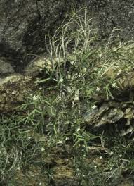 Image result for Xerophyta villosa