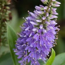 Image result for shrubby veronica hebe