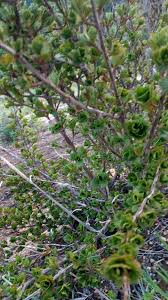 Image result for Myrothamnus flabellifolius