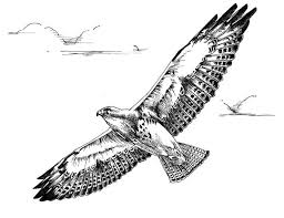 Bird In Flight Line Drawing Bird Sketches Drawing Of Swainson Hawk Bird In Flight Public Domain Image Picture Line Art Drawings Bird Drawings Line Art