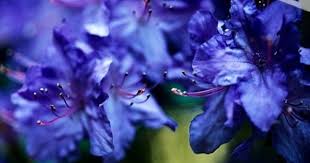 Blue Azalea Flowers