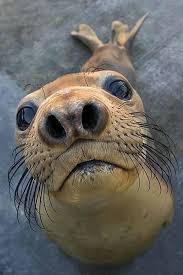 Sometimes You Just Need Some Randomness Animals Cute Animals Animals Beautiful