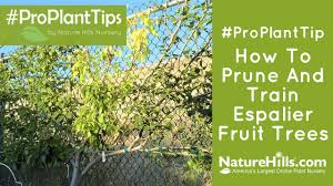 If you have ever tried to prune a fully grown apple tree, you will know that this can be something of a challenge. How To Prune And Train Espalier Fruit Trees Naturehills Com Youtube