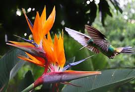 Bird Of Paradise Flower Meaning In Hindi Brilliant Colours Of T Fleurs Oiseaux De Paradis Fleurs Guadeloupe Fleurs Des Iles