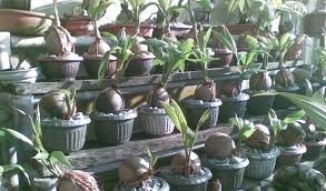 Istilah tanaman bonsai berasal dari bahasa jepang yang berarti tanaman dalam pot yang dangkal. Cara Membuat Bonsai Kelapa Bercabang Dalam Pot Bibit Online