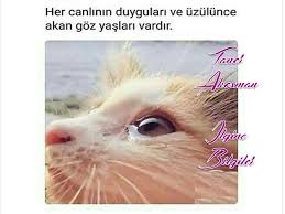 Sare Adli Kullanicinin Guzel Sozler Panosundaki Pin Biliyor Muydunuz Kedi Psikoloji