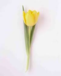 Pin By Liliana Sanchez Cortes On Tatuajes In 2020 Yellow Tulips Flower Meanings Tulip Tattoo
