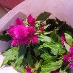Image result for Celosia elegantissima