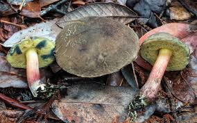 Image result for Xerocomellus diffractus