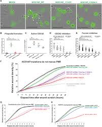 Highly regarded firm zaid ibrahim & co (a member of zico law) has a sound reputation in the market, particularly for financing, capital markets and corporate work. Recessive Nos1ap Variants Impair Actin Remodeling And Cause Glomerulopathy In Humans And Mice Science Advances