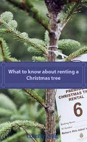Renting A Christmas Tree How It Works And What To Look Out For Potted Christmas Trees Live Christmas Trees Alternative Christmas Tree