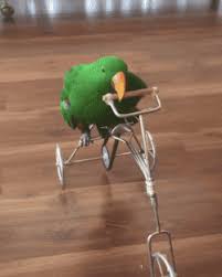 Funny Animal Gifs Part 232 10 Gifs Funny Dog Pictures Funny Animal Pictures Funny Parrots