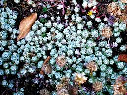 Image result for Plicosepalus amplexicaulis